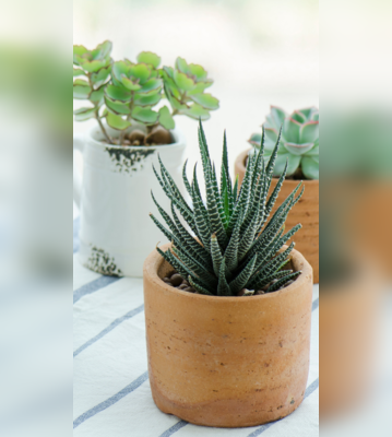 Succulents That Purify Indoor Air and Enhance Home Aesthetics