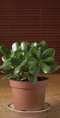 10 Amazing Benefits Of Keeping A Jade Plant On Your Bedside 10 Amazing Benefits Of Keeping A Jade Plant On Your Bedside
