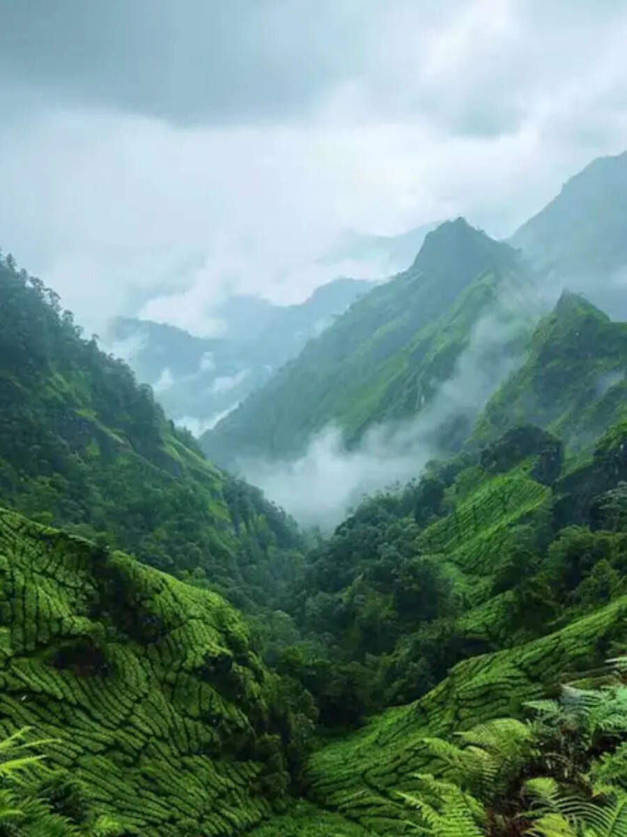  புதுச்சேரி எதுக்கு.. தமிழ்நாட்டிலேயே காடு, அருவி என சுற்றுலா செல்ல இப்படியொரு மலை இருக்கே! 