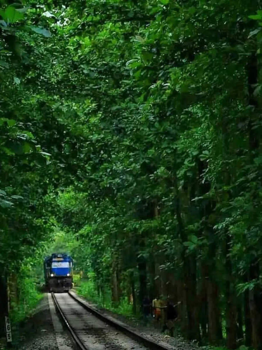  Kerala trek: 20 ரூபாயில் கேரளாவில் சூப்பர் ட்ரெக்கிங் செல்லலாம் தெரியுமா? யானை பார்க்கலாம் 