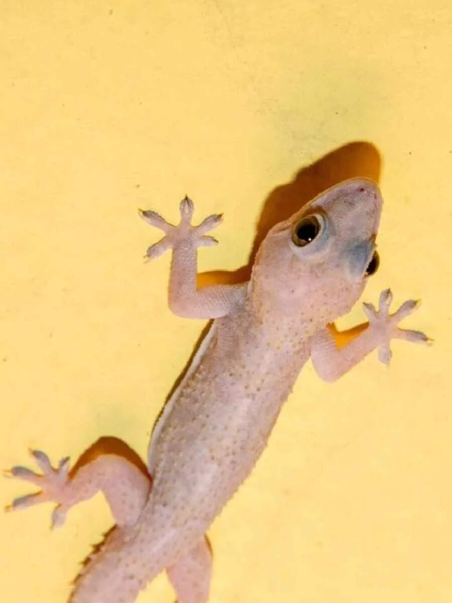  Palli Vizhum Palan: உடலில் எந்த இடத்தில் பல்லி விழுவது அதிர்ஷ்டம் தெரியுமா? 