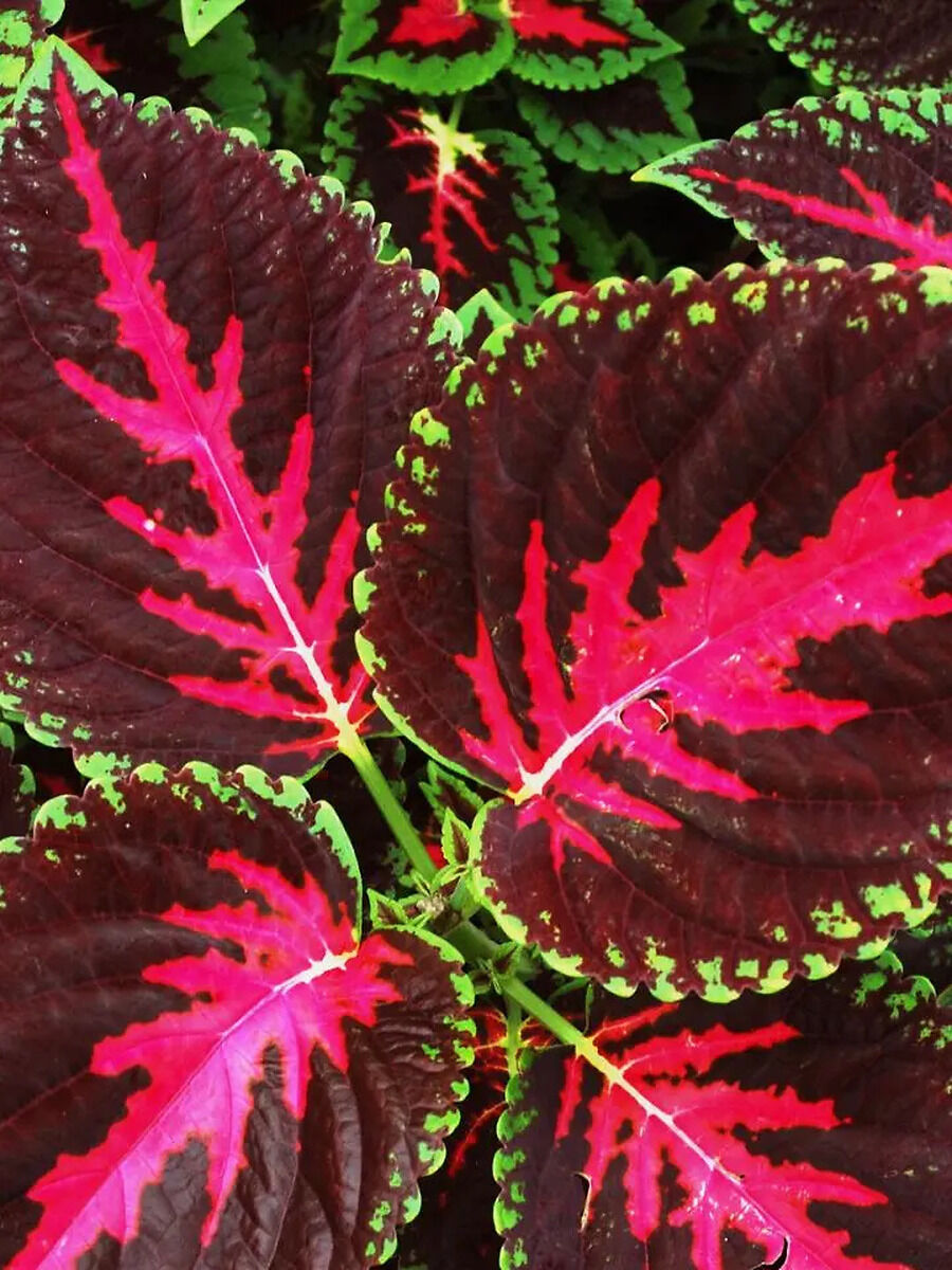 Peace Lilies: Perennial Flowers Flourishing Without Soil