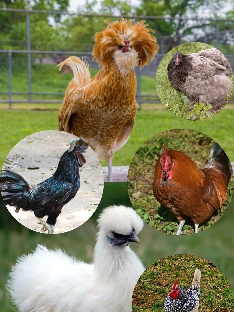 Top 10 Most Expensive Chicken Breeds In The world, Know Prices - ये हैं ...