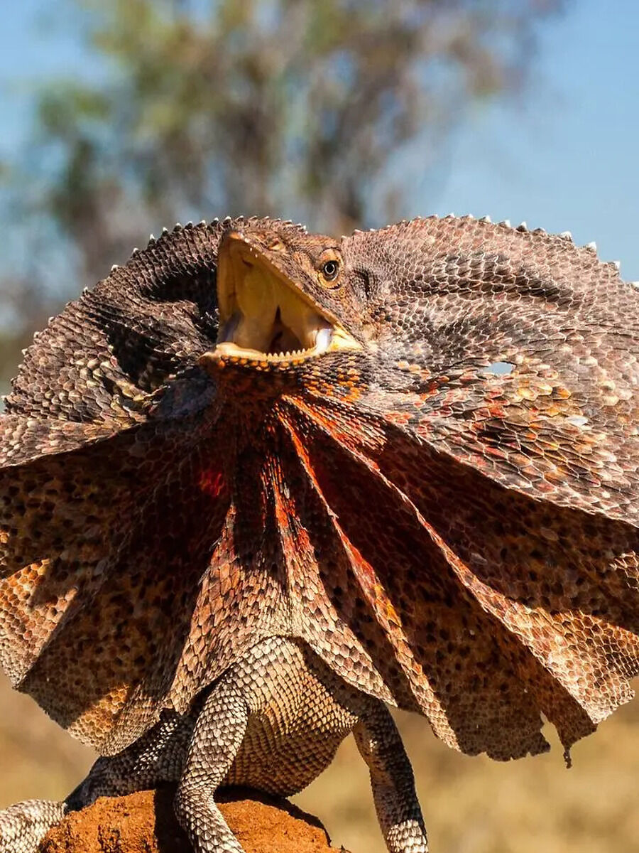 gk today In which state of India was the Day geckos lizard found named ...