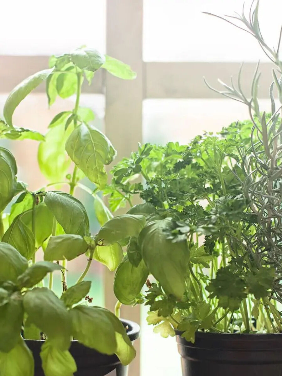 10 Indoor Herbs That You Can Grow In Your Kitchen For Fresh And ...
