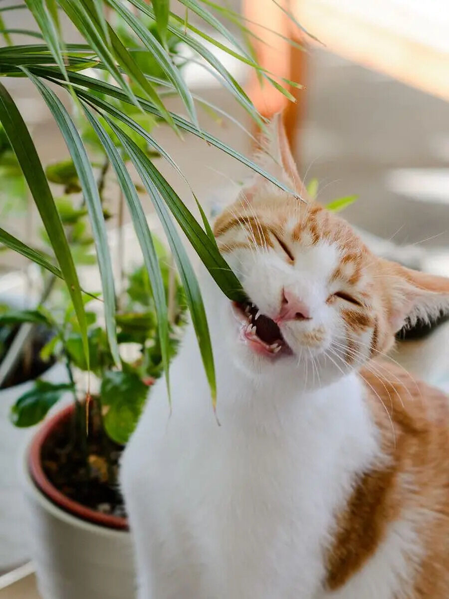 10 Pet-Safe Indoor Plants That Won’t Harm Your Cats Or Dogs | Times Now - Indoor Plants Safe For Pets