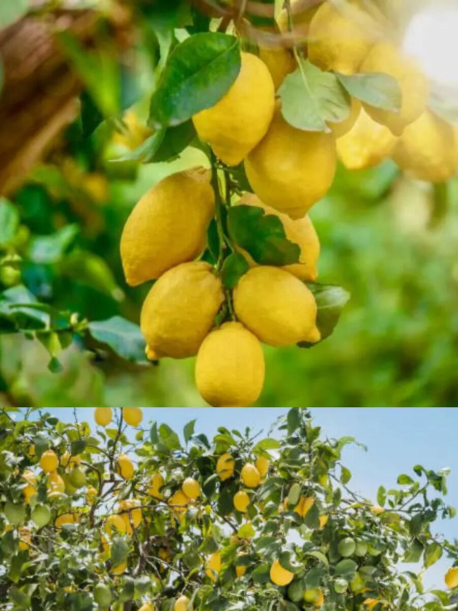 Lemon Plant : ಮಳೆಗಾಲದಲ್ಲಿ ಈ ಸುಲಭ ಉಪಾಯ ಮಾಡಿ: ನಿಂಬೆ ಗಿಡ ಹಣ್ಣುಗಳಿಂದ ...