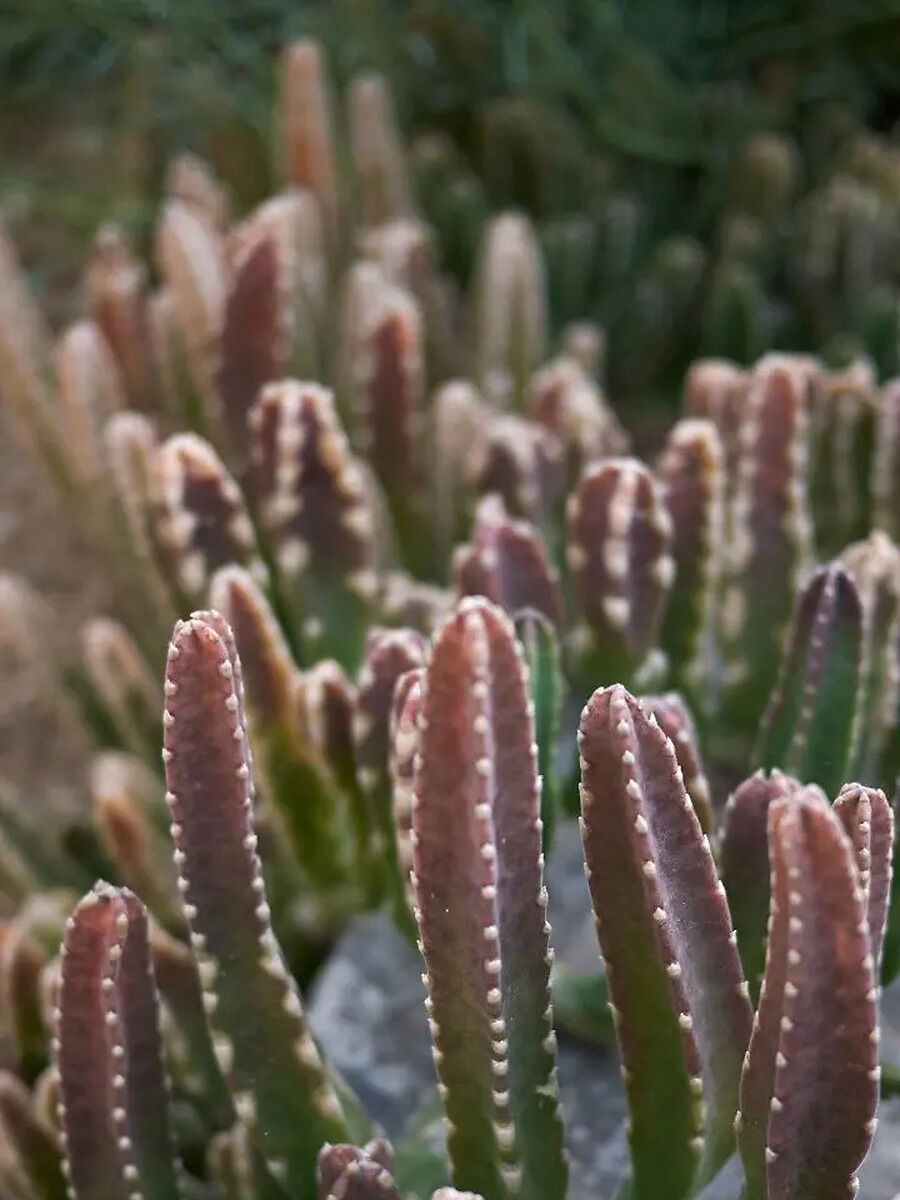 10 Alien-Looking Plants That Don’t Even Seem Real | Times Now