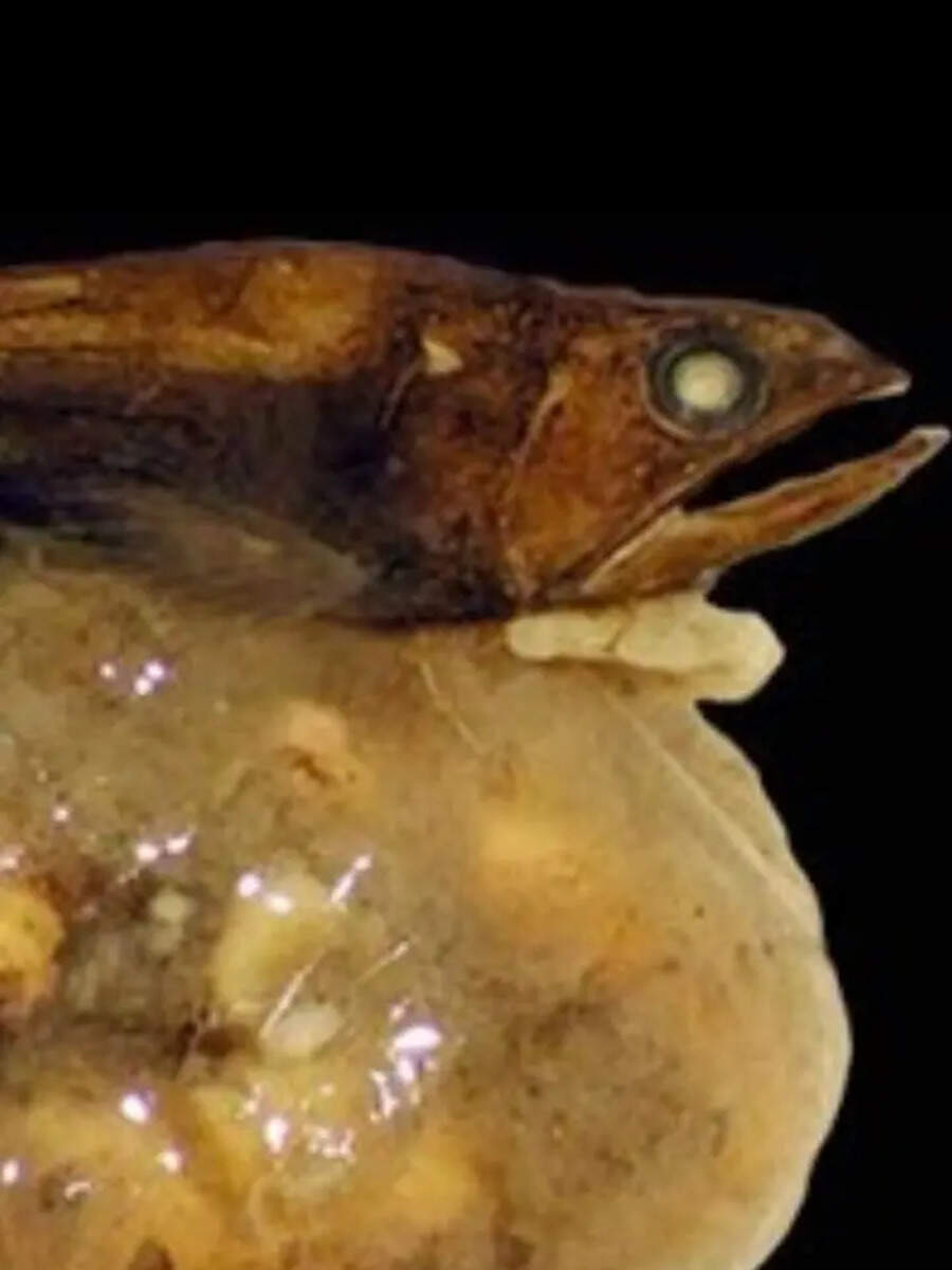 10 Deadliest Deep Sea Fish That Are Aggressive Hunters | Times Now