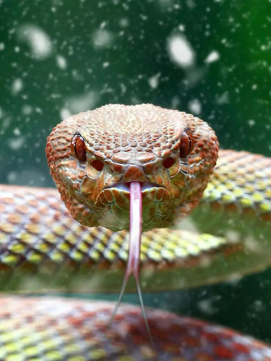 why Snakes disappear in cold weather - सर्दियों का मौसम शुरू होने वाला ...