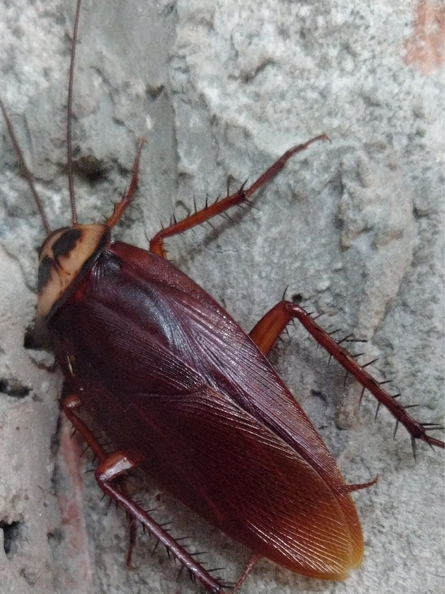 Cockroach: ಮನೆಯಿಂದ ಕೊಳಕು ಜಿರಳೆಗಳನ್ನು ಸಂಪೂರ್ಣವಾಗಿ ತೊಡೆದುಹಾಕಲು ಶೇ 100% ...
