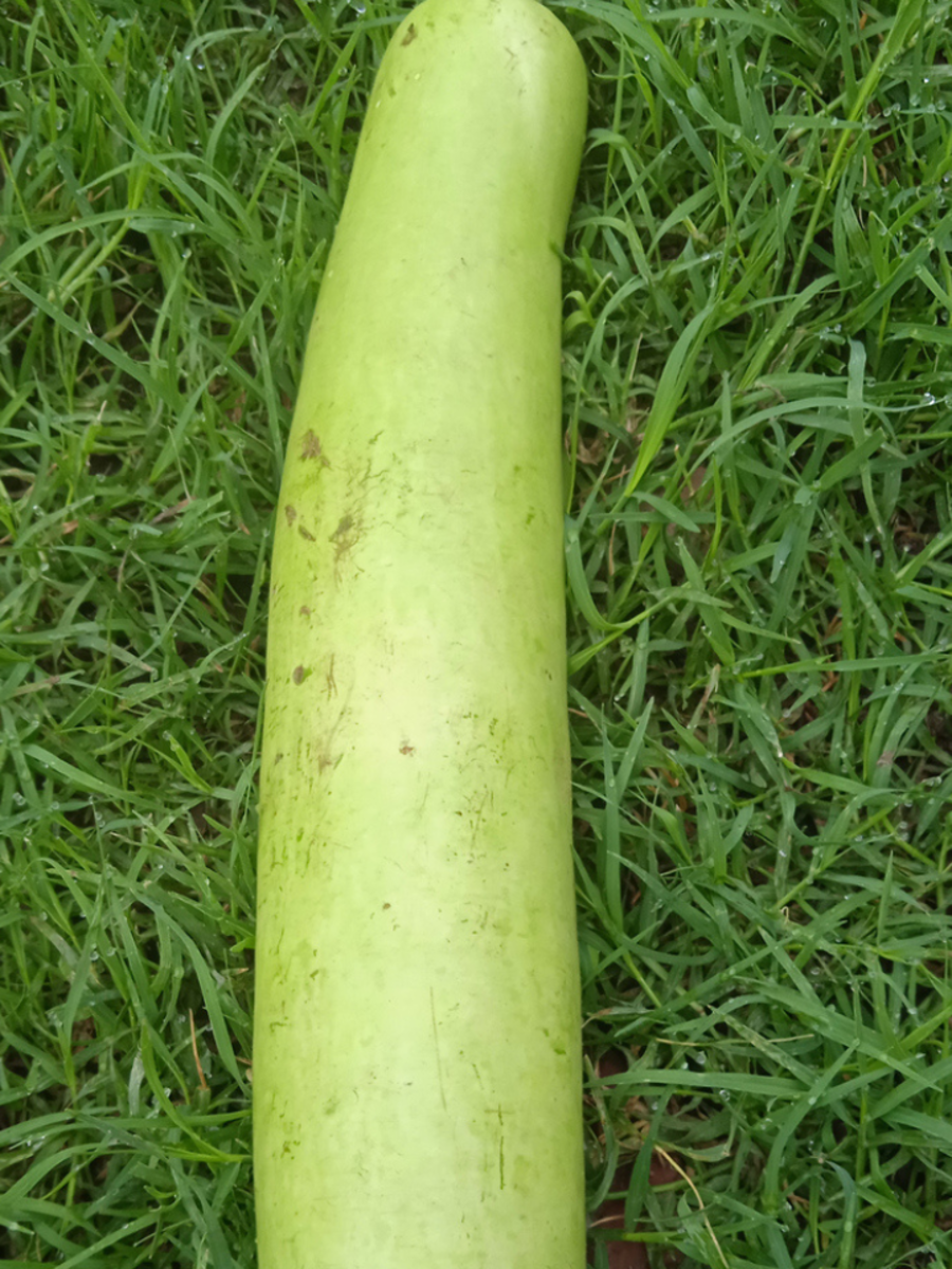  ​வீட்டில் அடிக்கடி சுரைக்காய் செய்வீர்களா? 