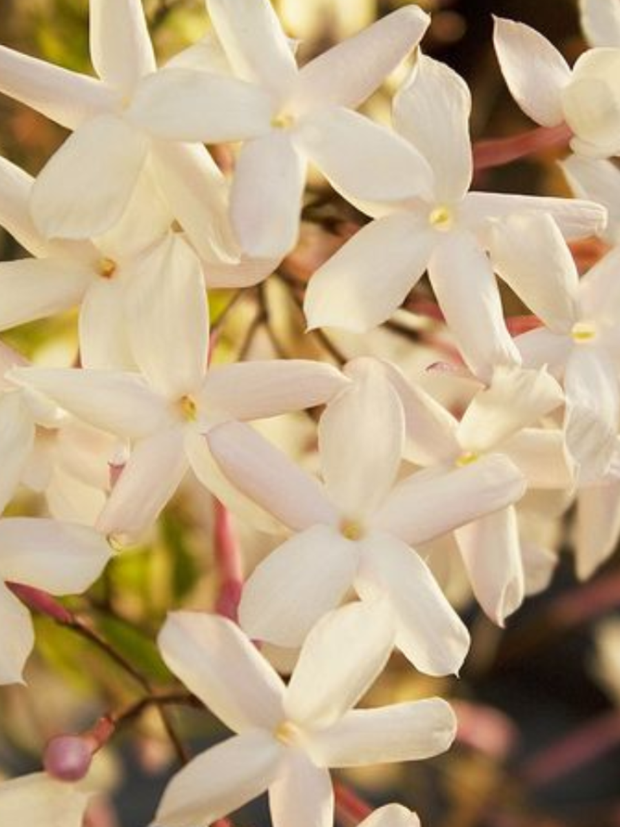  பாம்புகளை ஈர்க்கும் 5 தாவரங்கள்! இந்த செடிகளை வீட்டில் வளர்த்தால் கவனம் தேவை! 