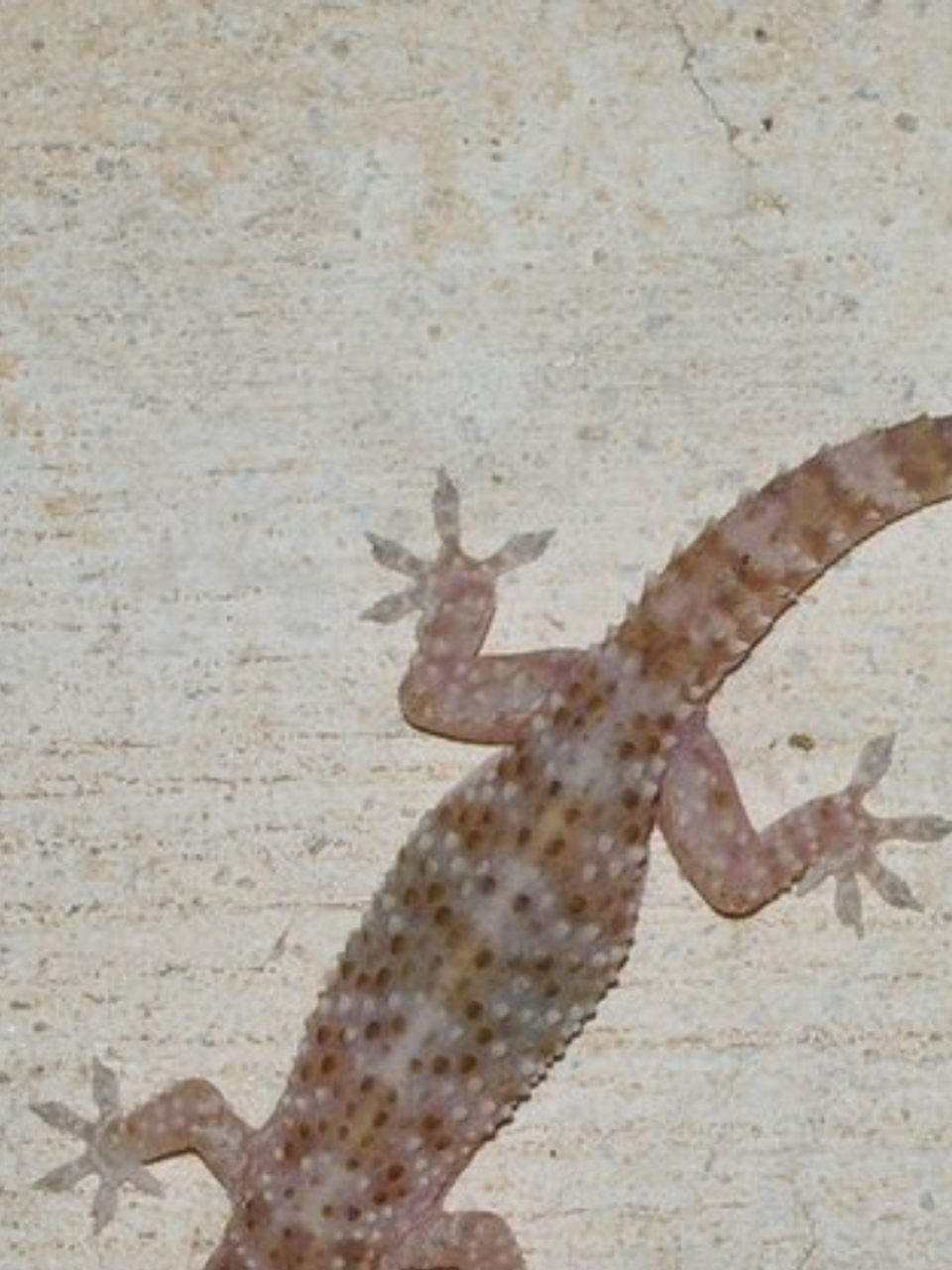 Effective ways of keeping lizards away from your home