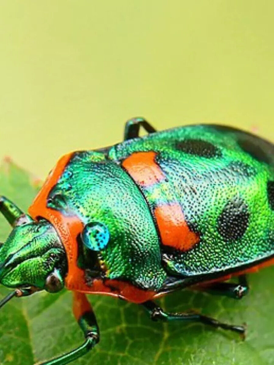 7 weirdest insects in the world | Times Now