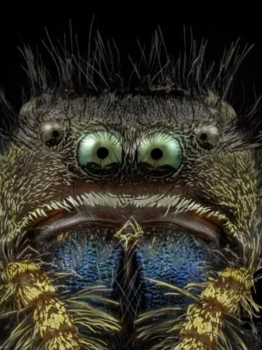 Nikon photo contest reveals the stunning microscopic world | Times Now