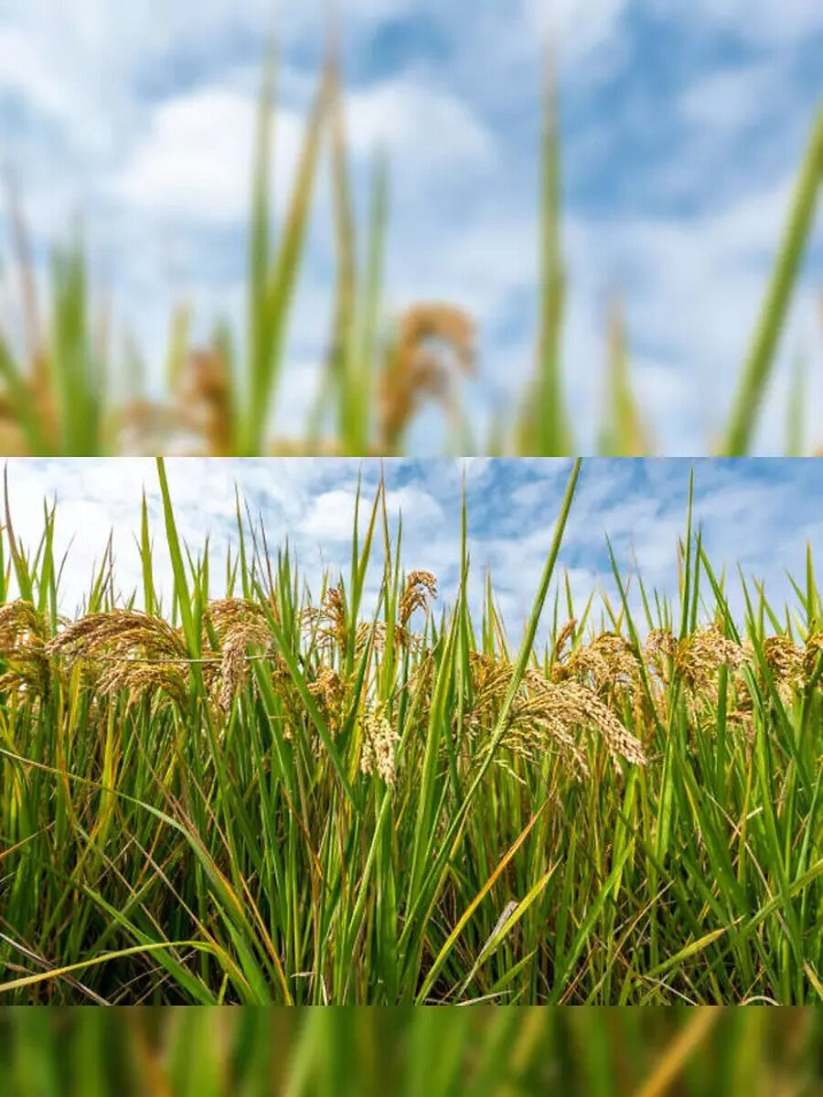 China’s new ‘perennial rice’ will change agriculture and food security ...
