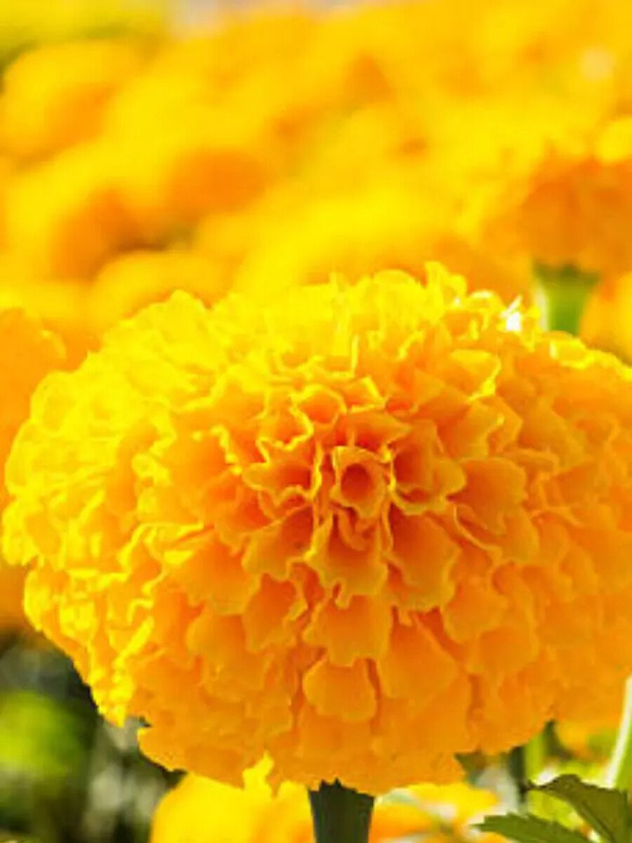 Yellow Color Health Benefits: Yellow Color Healthy, Is Yellow Color ...